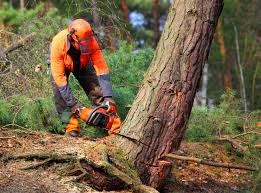 How Our Tree Care Process Works  in  La Paloma, TX