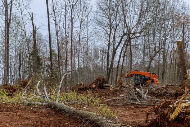 Trusted La Paloma, TX Tree Removal Services Experts